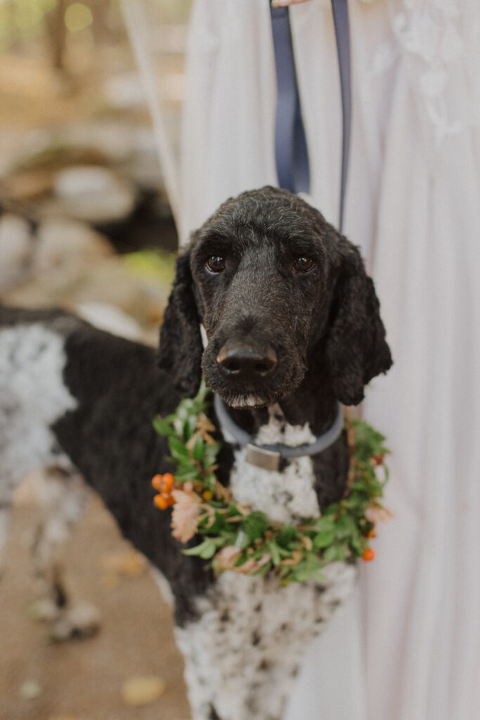Charming floral dog collars for fall wedding in colors of terra cotta, burgundy, dusty blue, and natural greens. Fall wedding with dogs in ceremony and floral accents. Design by Rosemary and Finch Floral Design in Nashville, TN.