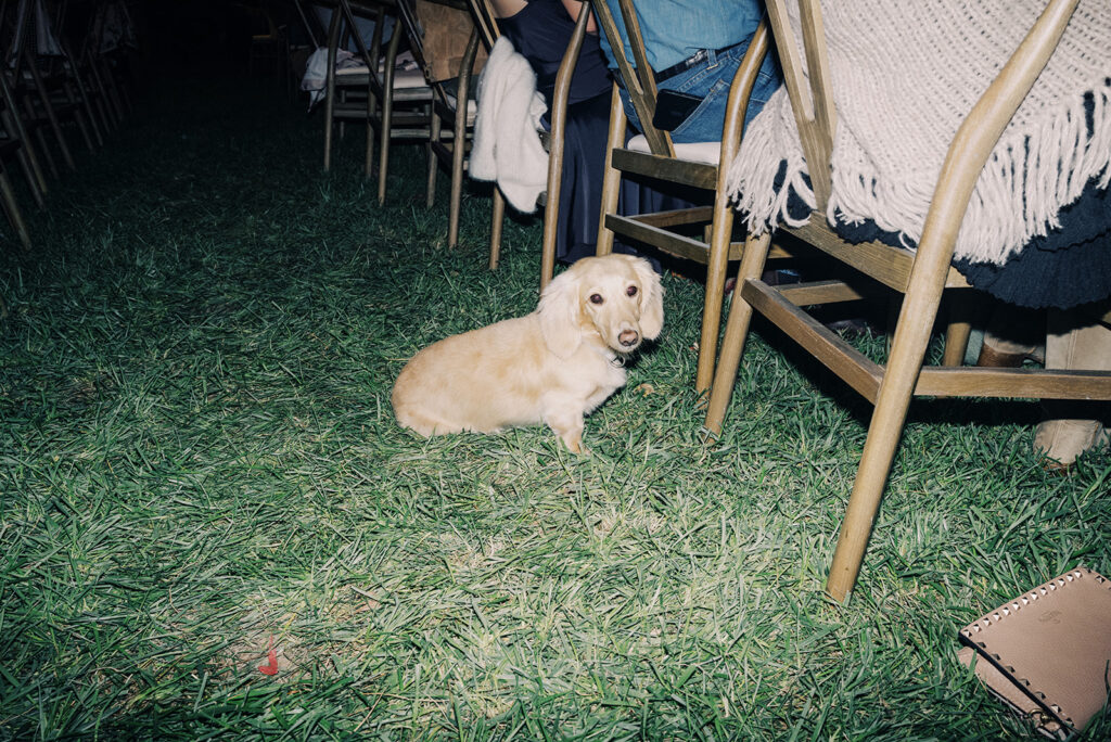 Gorgeous, flower-forward centerpiece arrangements for a private birthday party in Nashville, TN. Autumnal hues of red, brown, orange, pinks and cream are showcased in a stunning display of dahlias, zinnias, ranunculus, nigella, viburnum, rudbeckia, marigolds, liquid amber, spray roses, geranium, rose hips and bittersweet. Fall foliage provides greenery for arrangements and are wrapped around each tent pole and pendant. Design by Rosemary and Finch Floral Design in Nashville, TN. 